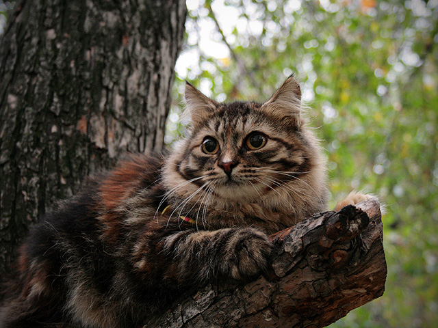 Сибирская кошка, мраморный окрас