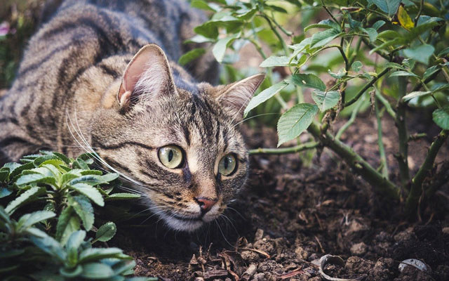 Кошка в саду