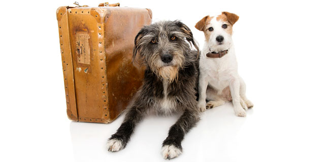 Тревожный чемоданчик и собака
