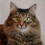 Сибирская кошка – против бессонницы и депрессии. Фото
