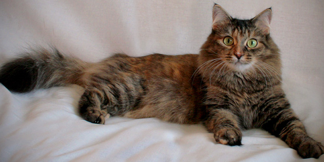 Кошки лечат: сибирская кошка лечит бессонницу, стресс, депрессию и давление