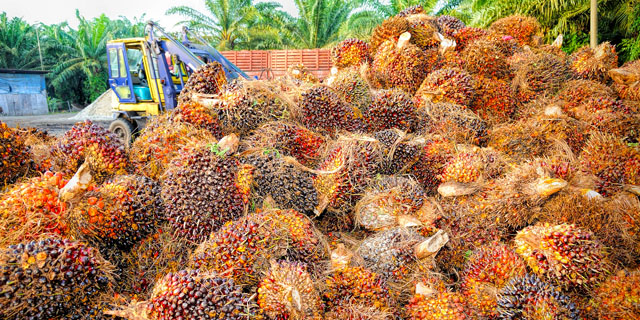 Фото. Производство пальмового масла: сырье - масличная пальма