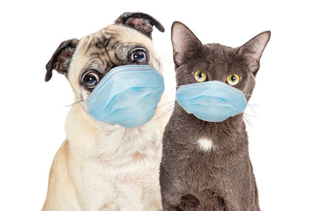 Можно ли заразиться коронавирусом от кошки, собаки