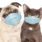 Кошка и собака в маске от коронавируса