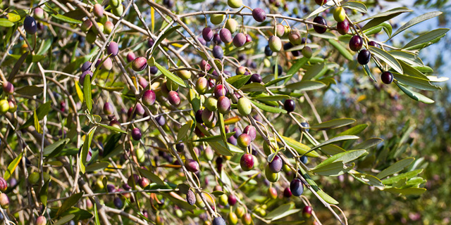 Зеленые оливки и черные маслины