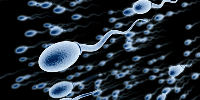 Что такое сперма