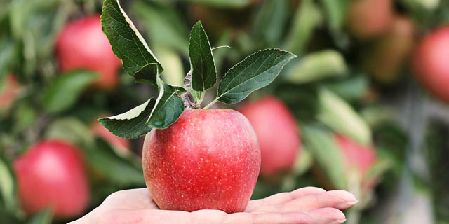 Яблоко: натуральные витамины