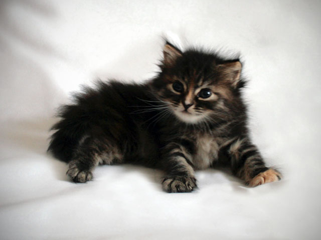 Котенок сибирский: 1 месяц. Фото