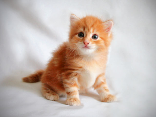 Рыжий котенок: 1 месяц. Фото
