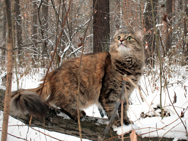Сибирская кошка в лесу