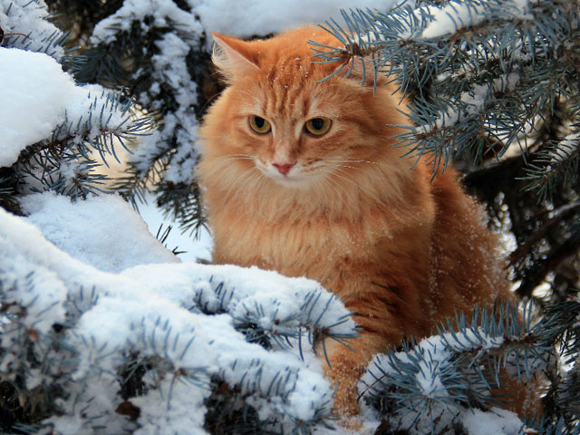 Рыжая сибирская кошка