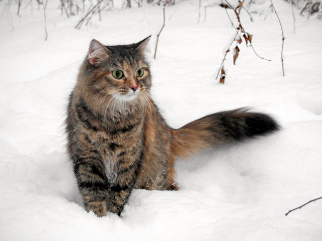 Сибирская кошка в лесу на снегу