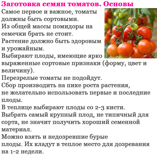 Заготовка семян томатов. Основы