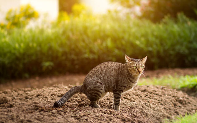 Как отвадить кошек гадить на грядках в огороде и саду