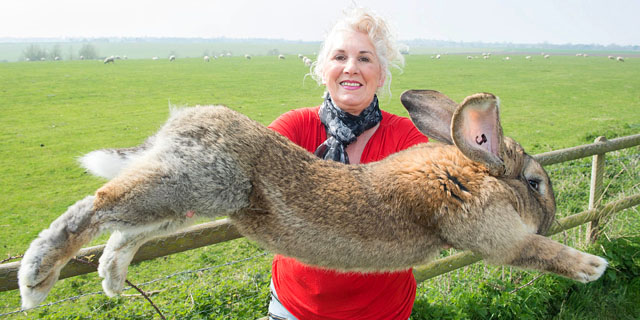 Кролик Дариус: самый большой кролик в мире