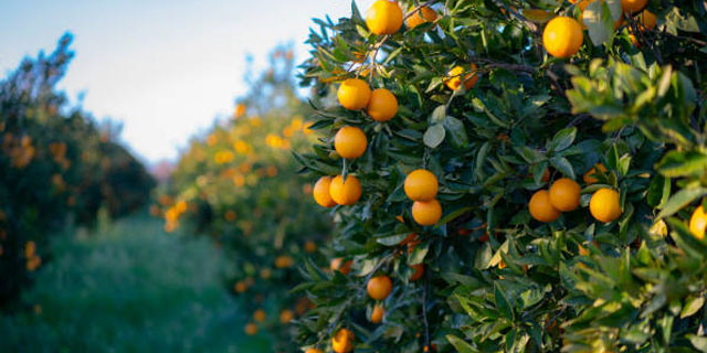 Апельсины: плантация