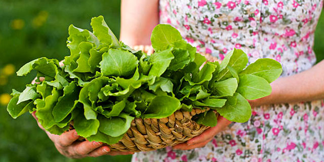 Зеленый салат - самый низкокалорийный овощ