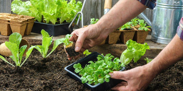 Салат зеленый листовой в огороде