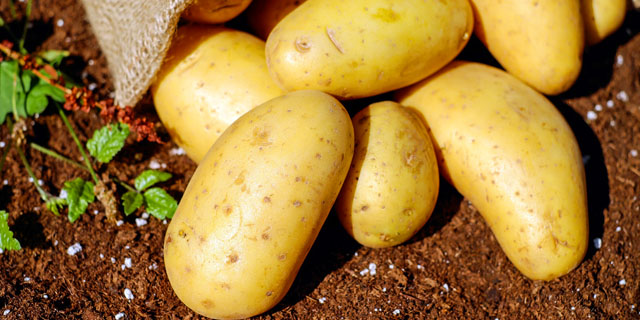 Молодой картофель раннего сорта