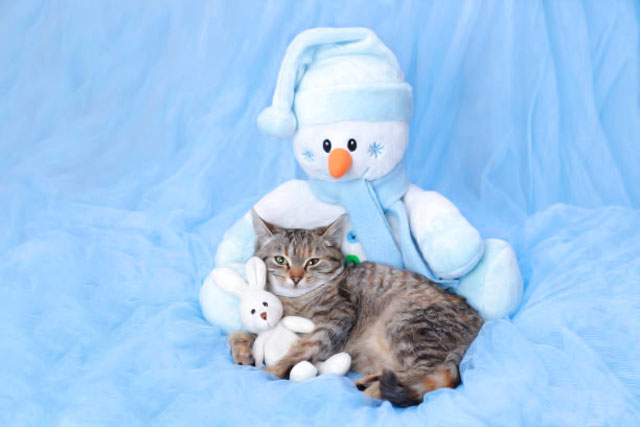 Кот, кролик, снеговик