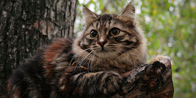 Сибирская кошка мраморного черепахового окраса. Правда ли что кошки лечат