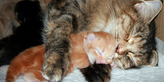 Сибирские котята с кошкой: милота зашкаливает
