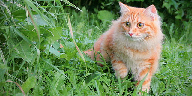 Сибирская кошка – избавляет от одиночества