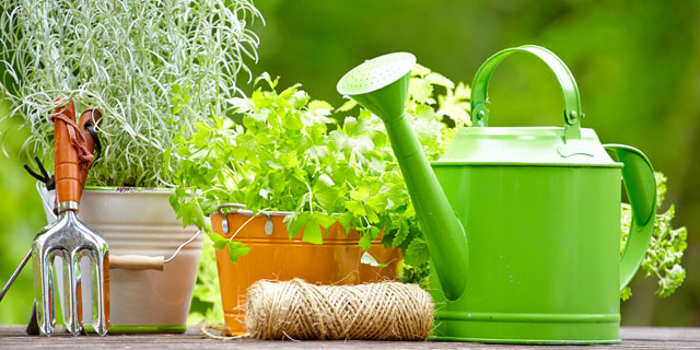 Что можно посадить на подоконнике дома: зелень и овощи