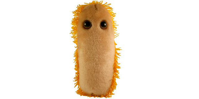 Плюшевая игрушка: бактерия, вызывающая диарею