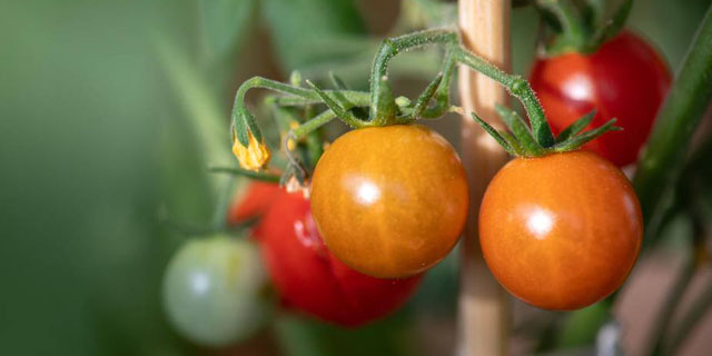 Мини-томаты дома на подоконнике