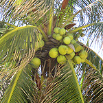 Нячанг - кокосовая пальма на городском пляже у моря