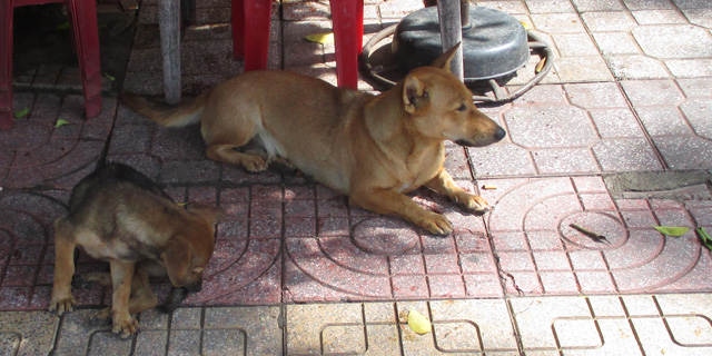 Фото: Животные Нячанга. Собаки