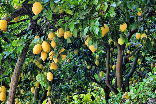 Италия. Лимонное дерево