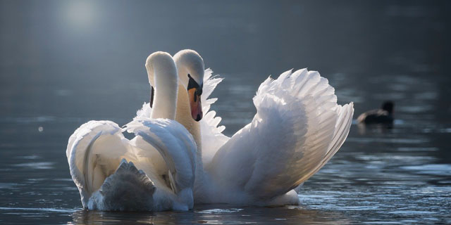 Лебеди: вместе, долго и счастливо