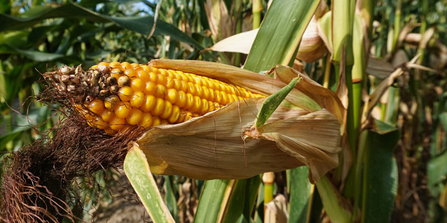 Кукуруза. Сезонные овощи и фрукты: август