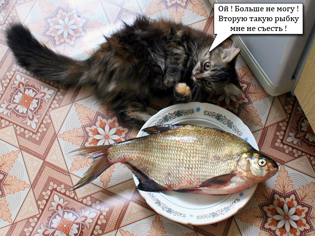 Смашная кошка. Фото с рыбой
